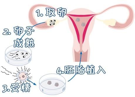 胚胎实验室
